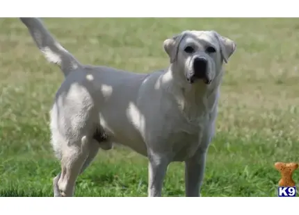 Labrador Retriever