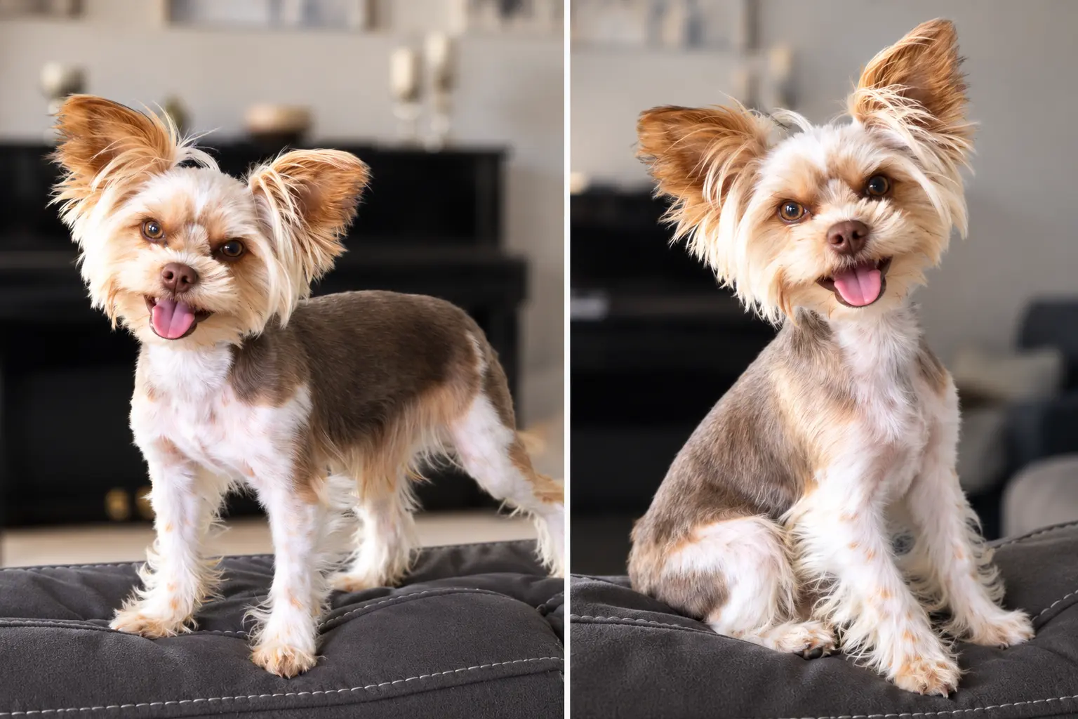 Yorkshire Terrier stud dog: Yorkshire Terrier with tan and gray coat, sitting and standing poses