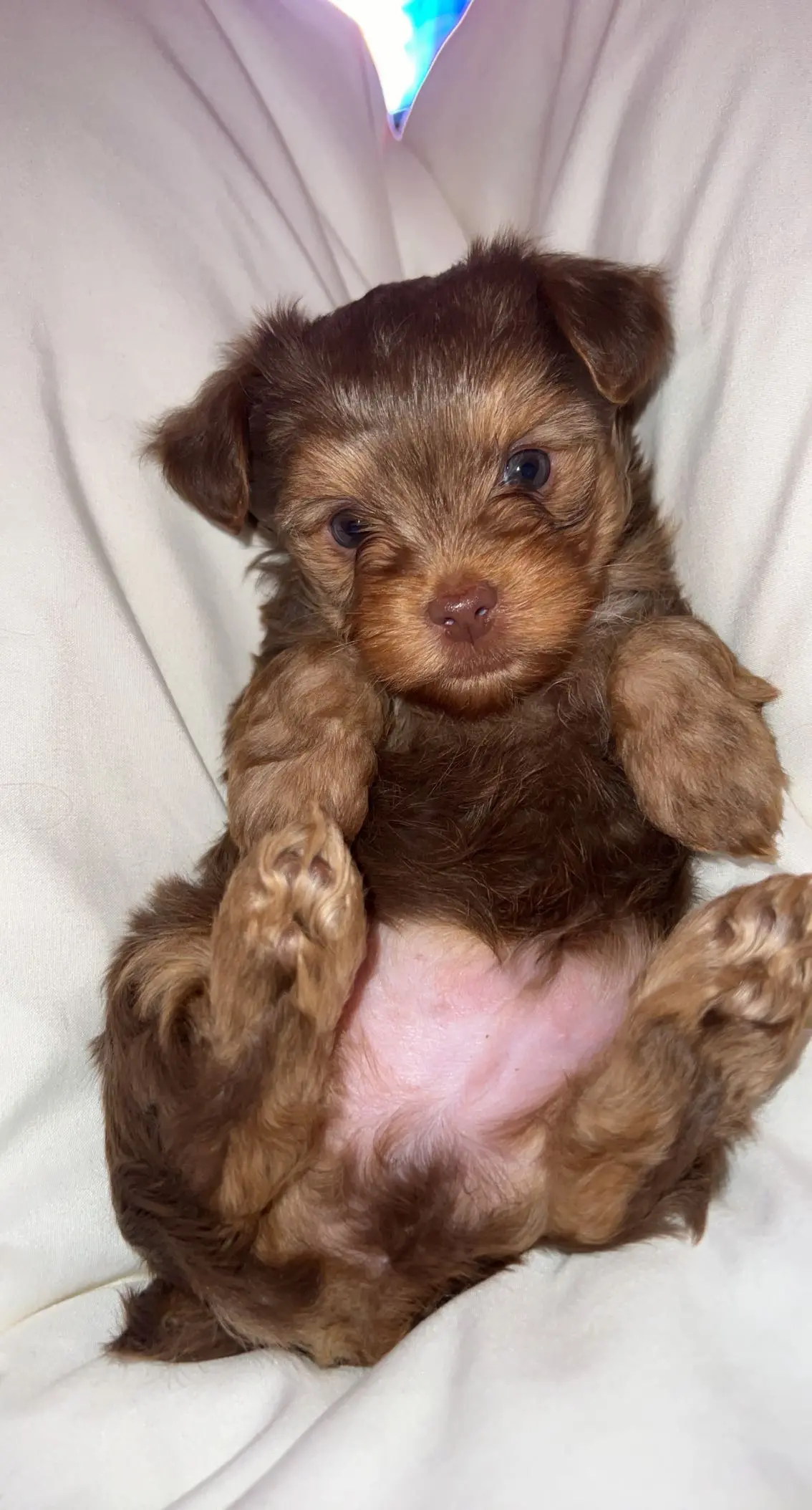 Yorkshire Terrier stud dog: Brown and tan Yorkshire Terrier puppy lying on its back