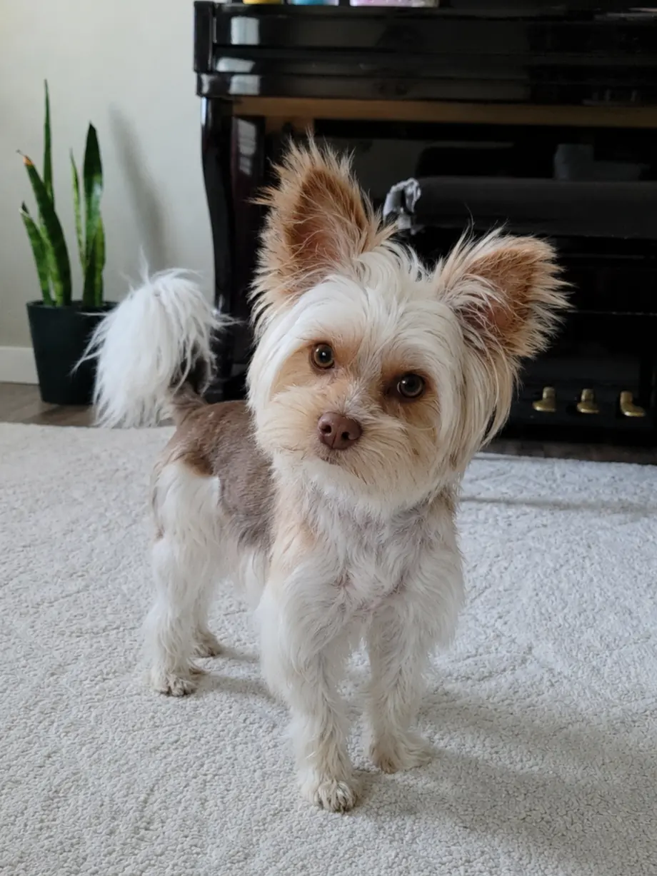 Yorkshire Terrier stud dog: Yorkshire Terrier with a silky coat, standing indoors on a rug