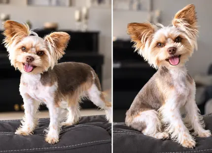 Yorkshire Terrier stud dog: Yorkshire Terrier with tan and gray coat, sitting and standing poses