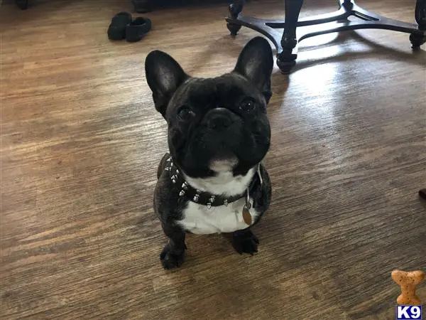 French Bulldog stud dog