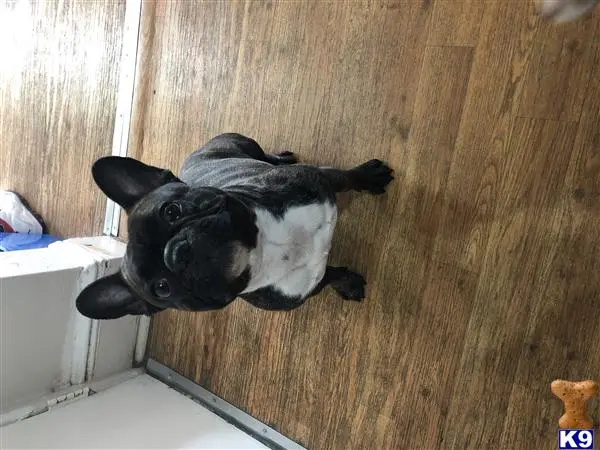 French Bulldog stud dog