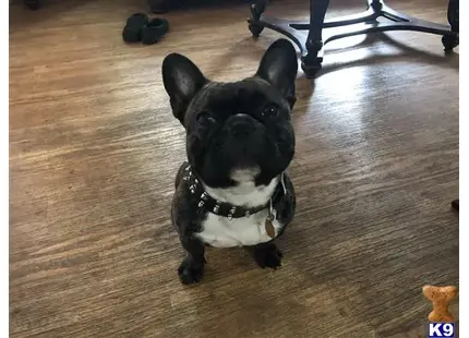 French Bulldog