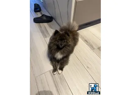 a cat sitting on a wood floor