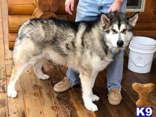 a alaskan malamute dog standing on a wood floor