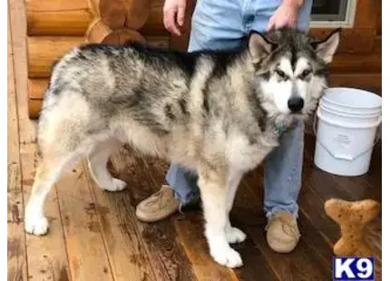 Alaskan Malamute