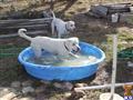Labrador Retriever stud dog: Two white Labrador Retrievers playing in a blue kiddie pool