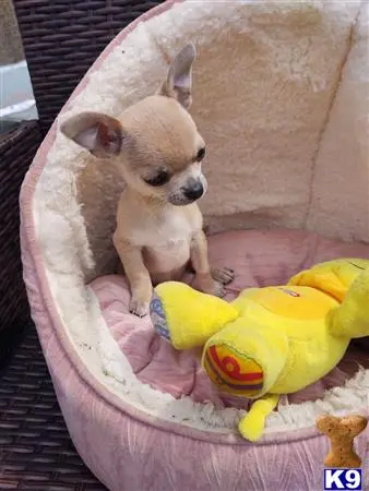 Chihuahua puppy for sale