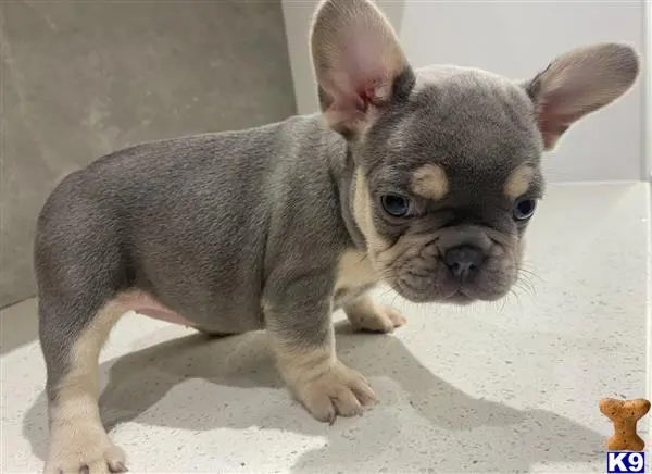 French Bulldog puppy for sale