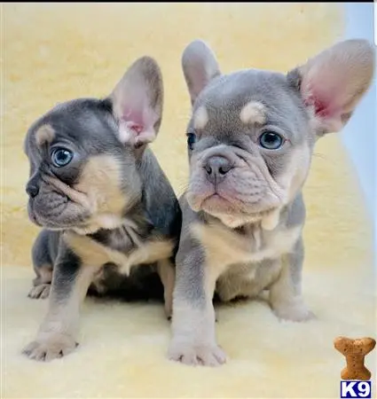 French Bulldog puppy for sale