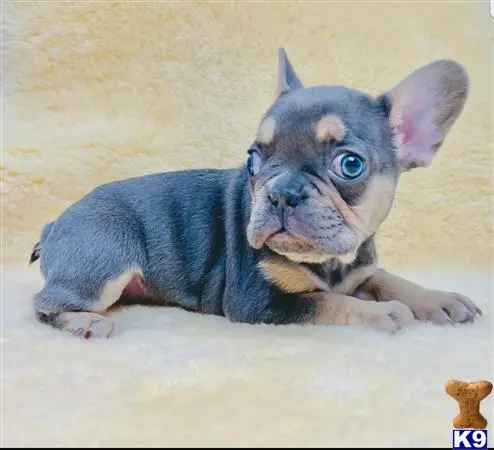 French Bulldog puppy for sale