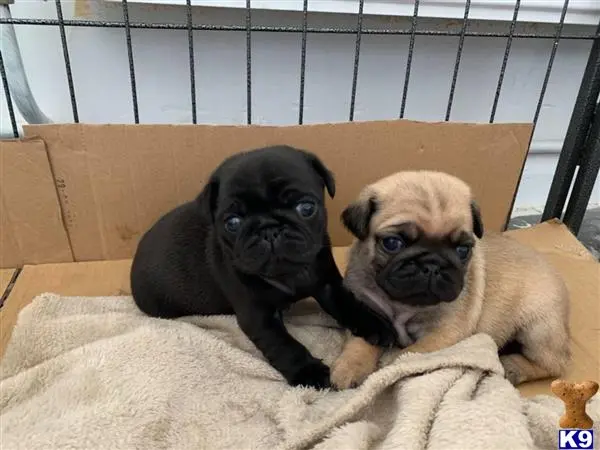 Pug puppy for sale