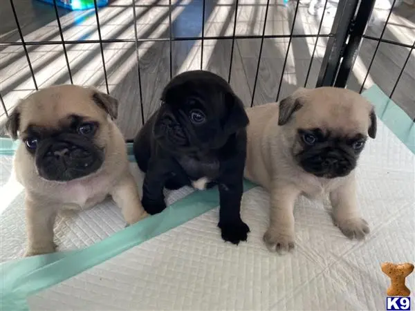 Pug puppy for sale