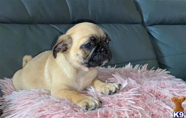 Pug puppy for sale