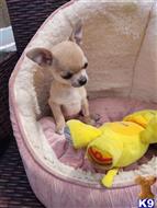 chihuahua puppy posted by kuzmad459