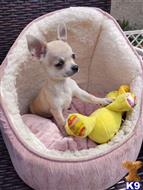 chihuahua puppy posted by kuzmad459
