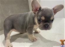 french bulldog puppy posted by kuzmad459