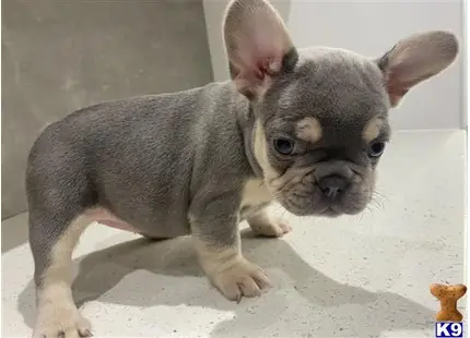 French Bulldog