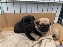 pug puppy posted by kuzmad459