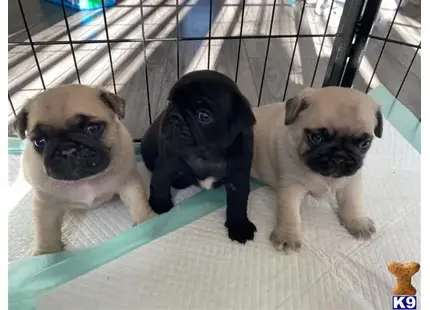 Pug