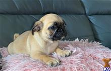 pug puppy posted by kuzmad459