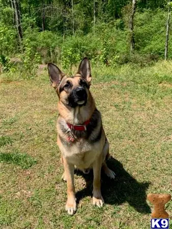 German Shepherd stud dog