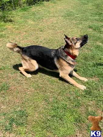 German Shepherd stud dog