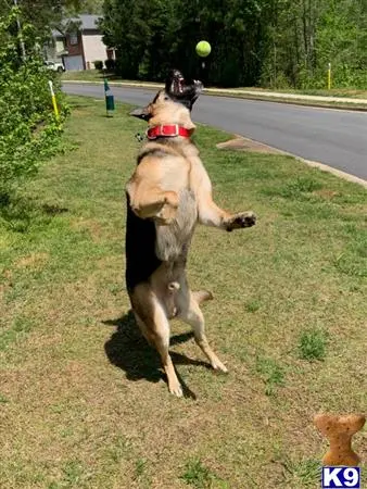 German Shepherd stud dog