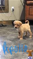 labrador retriever puppy posted by kwellman