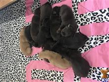 labrador retriever puppy posted by kwellman