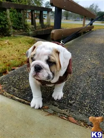 English Bulldog stud dog