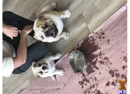 a english bulldog dog lying on the ground next to a person