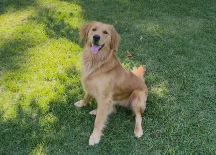 Golden Retriever female dog: Golden Retriever sitting on green grass, smiling in sunlight