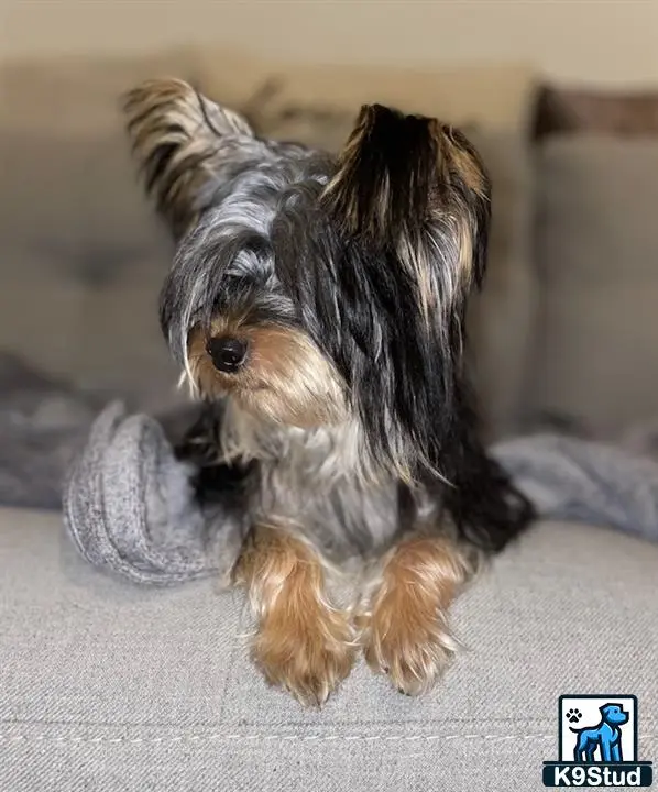 Yorkshire Terrier stud dog