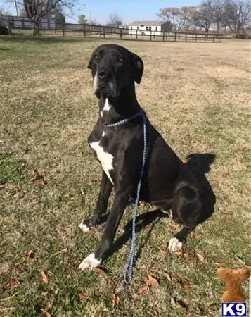 Great Dane female dog