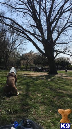 American Pit Bull stud dog