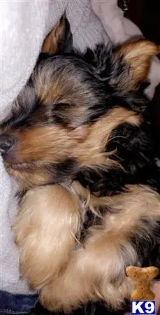 Yorkshire Terrier stud dog