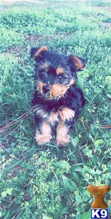 Yorkshire Terrier stud dog