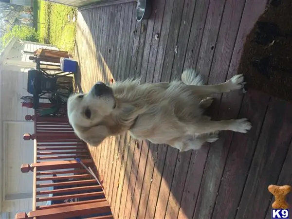 Golden Retriever stud dog