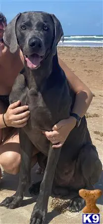 Weimaraner stud dog