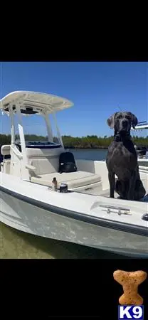 Weimaraner stud dog