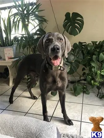 Weimaraner stud dog