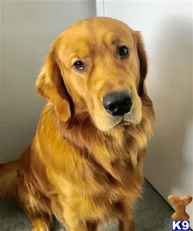 Golden Retriever stud dog