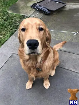 Golden Retriever stud dog