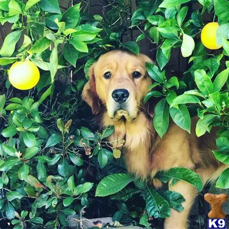 Golden Retriever stud dog