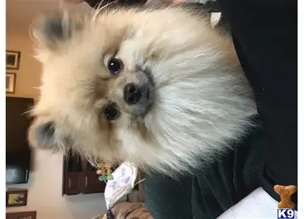 Pomeranian