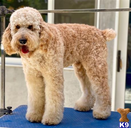 a poodle dog standing on a blue mat