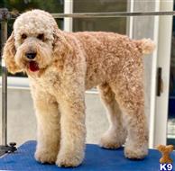 Chief available Poodle puppy located in SANTA BARBARA