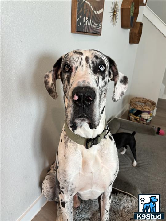 a great dane dog sitting in a room
